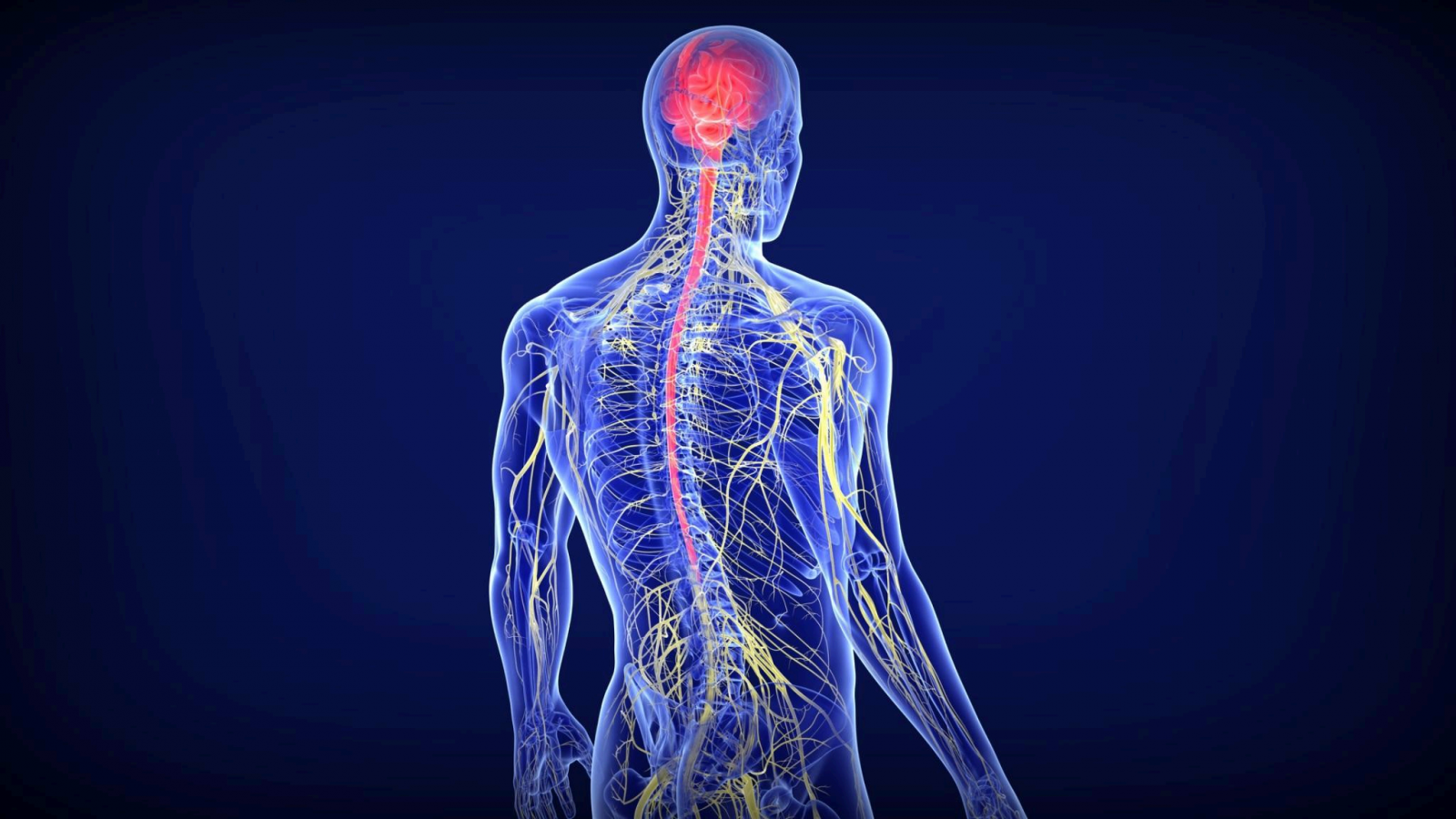 Chair Yoga for Anxiety - Image 3