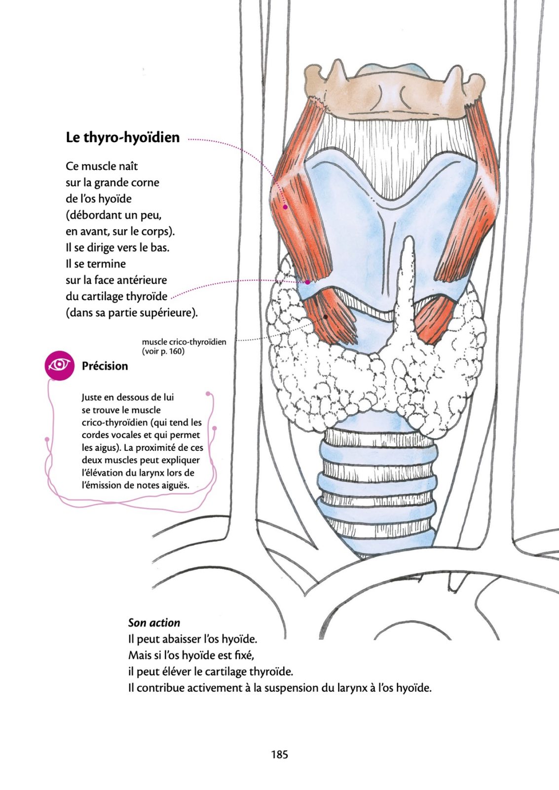 Anatomy of Voice by Blandine Calais-Germain, interior page 2