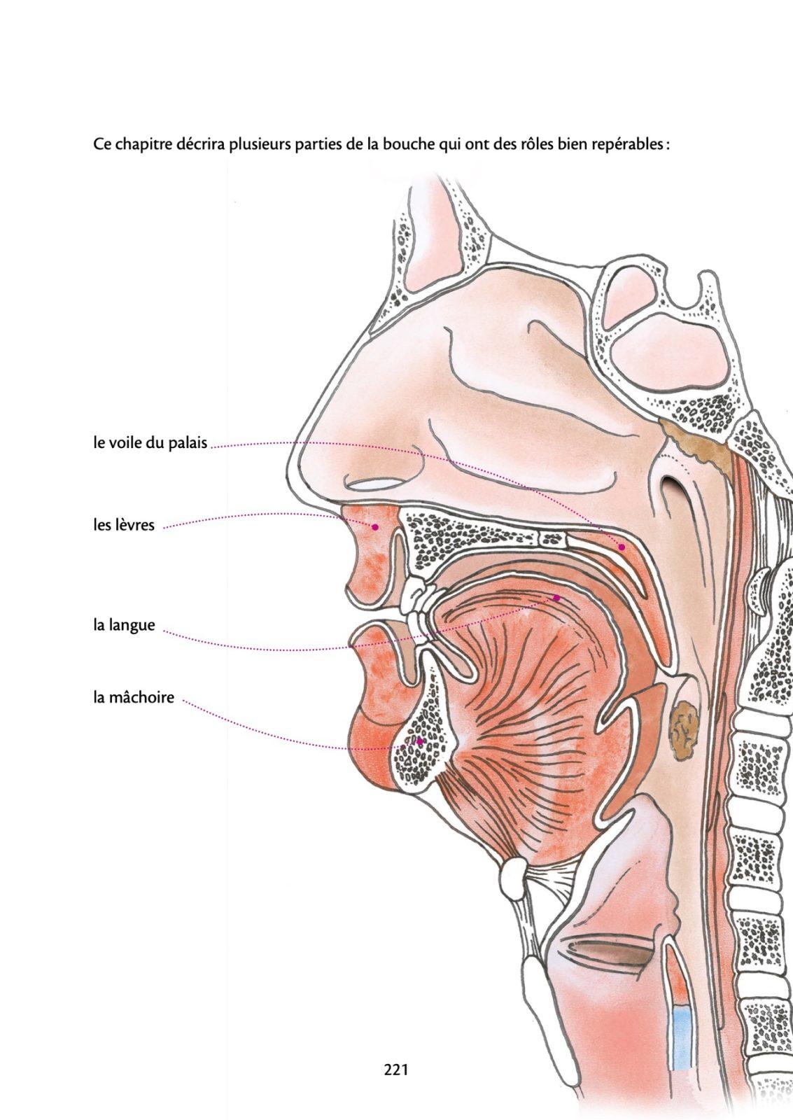 Anatomy of Voice by Blandine Calais-Germain, interior page 3