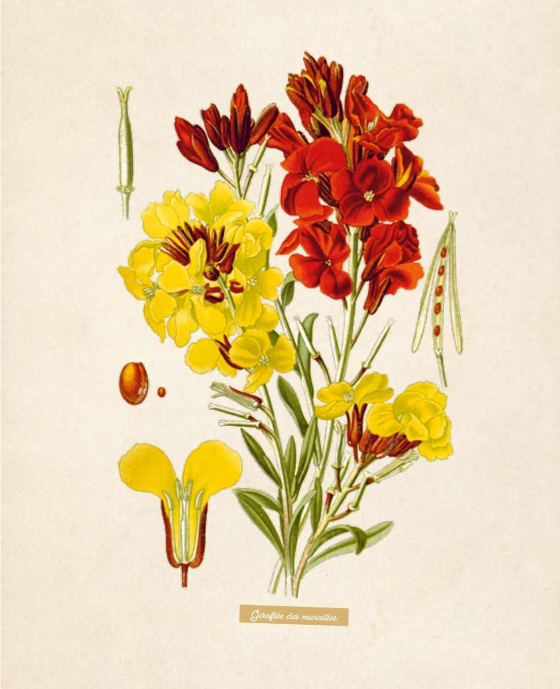 Interior page from Create Your Medicinal Garden with Claudine Luu: botanical plate of wallflower