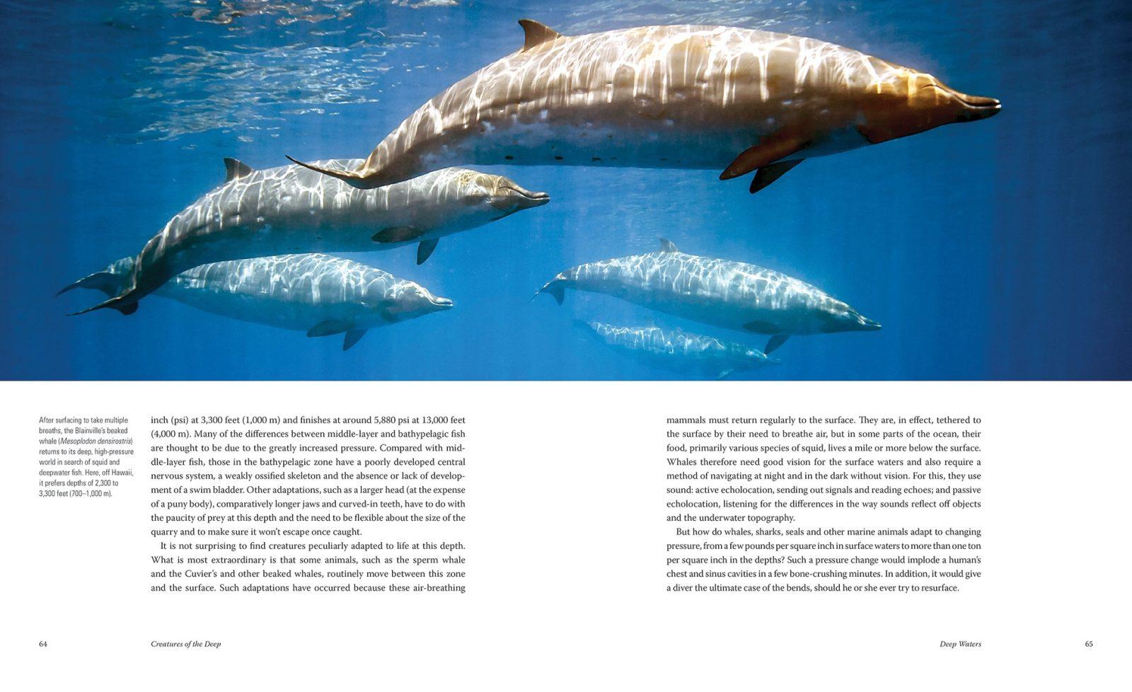 Creatures of the Deep by Erich Hoyt