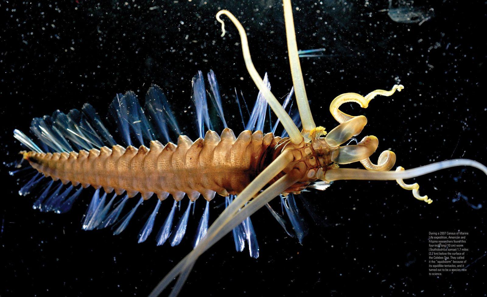 Creatures of the Deep by Erich Hoyt