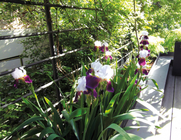 Give Your Garden a Soul - Image 3