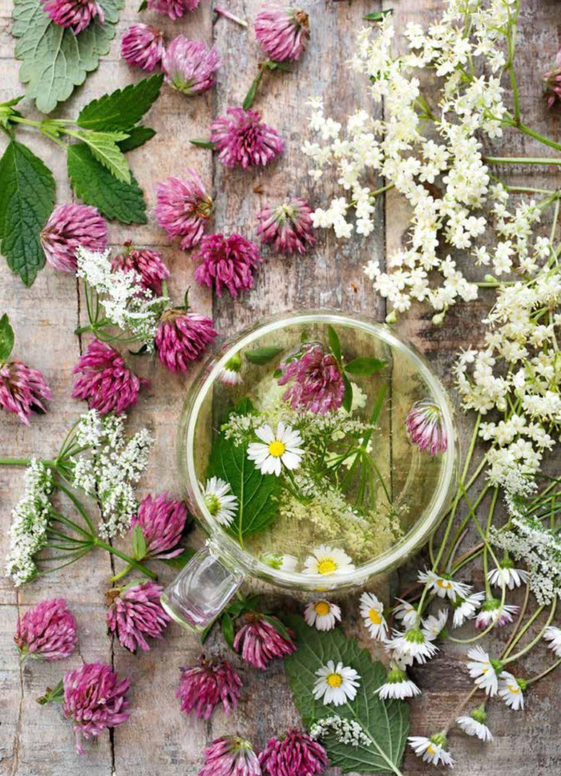 Inside illustration from Easier Fasting with Medicinal Plants by Claudia Ritter
