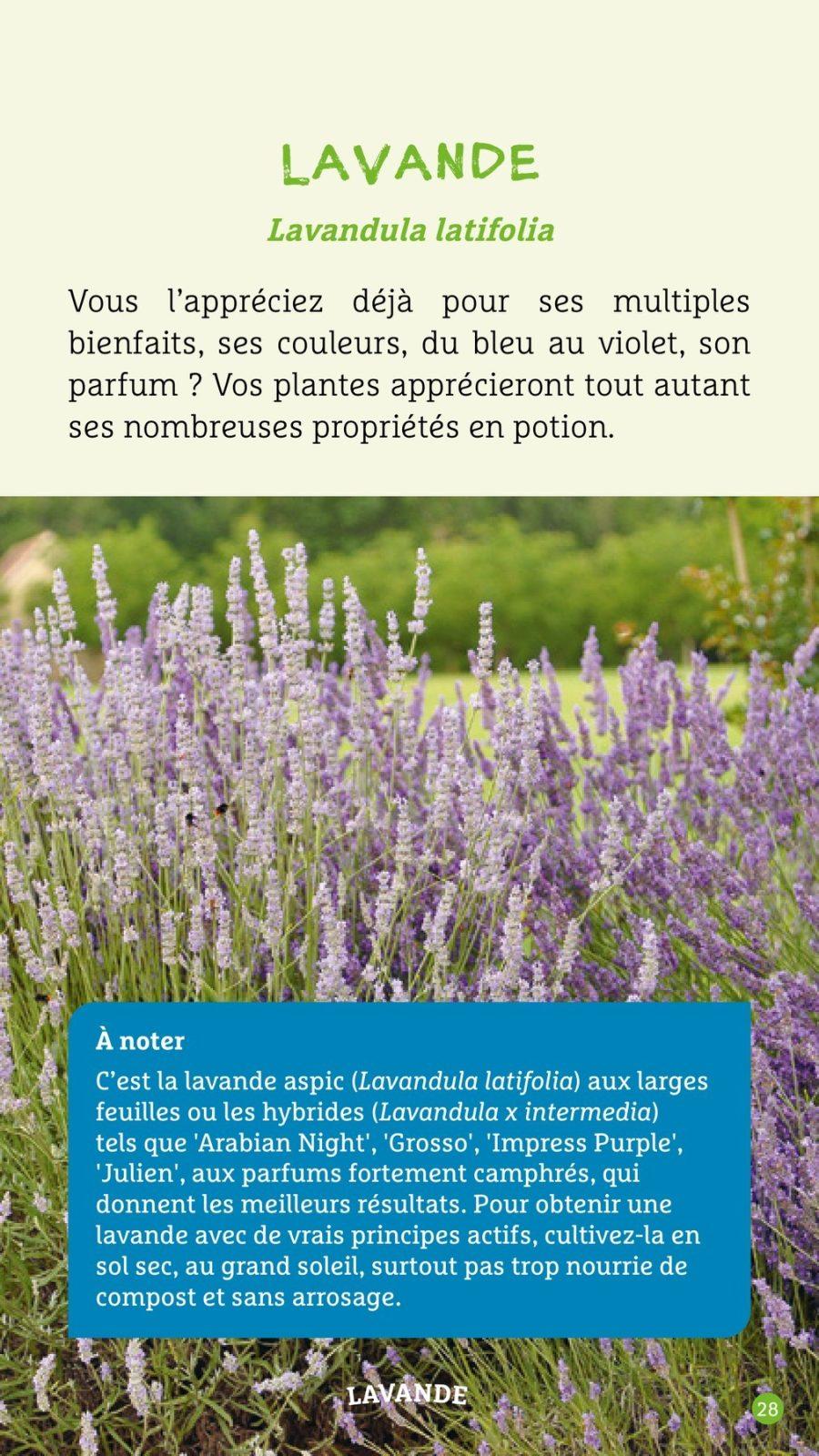 Inside illustration from Magic potions in the vegetable garden by Brigitte Lapouge-Déjean