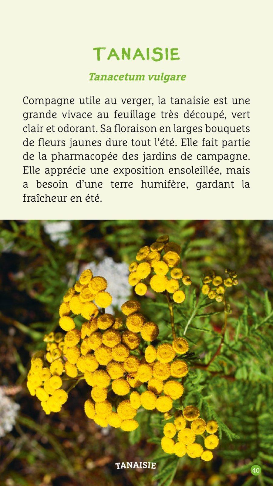 Inside illustration from Magic potions in the vegetable garden by Brigitte Lapouge-Déjean