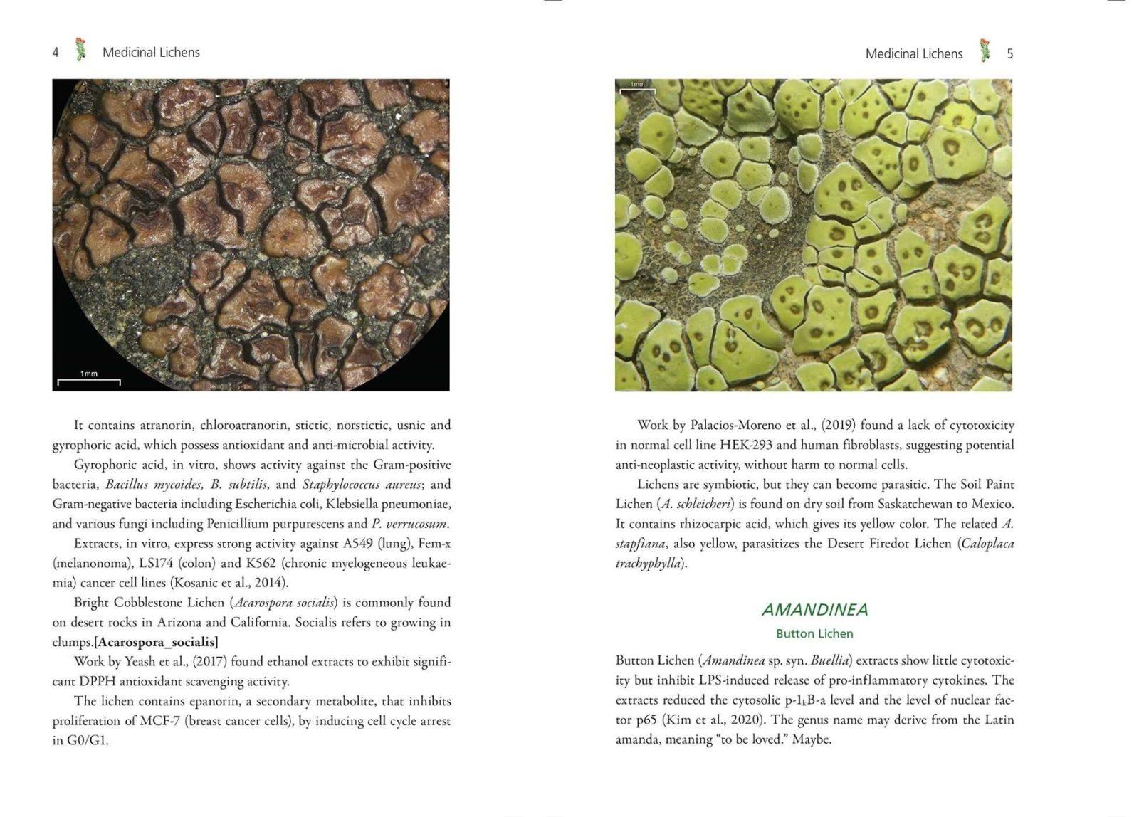 Inside illustration from Medicinal Lichens by Robert Dale Rogers