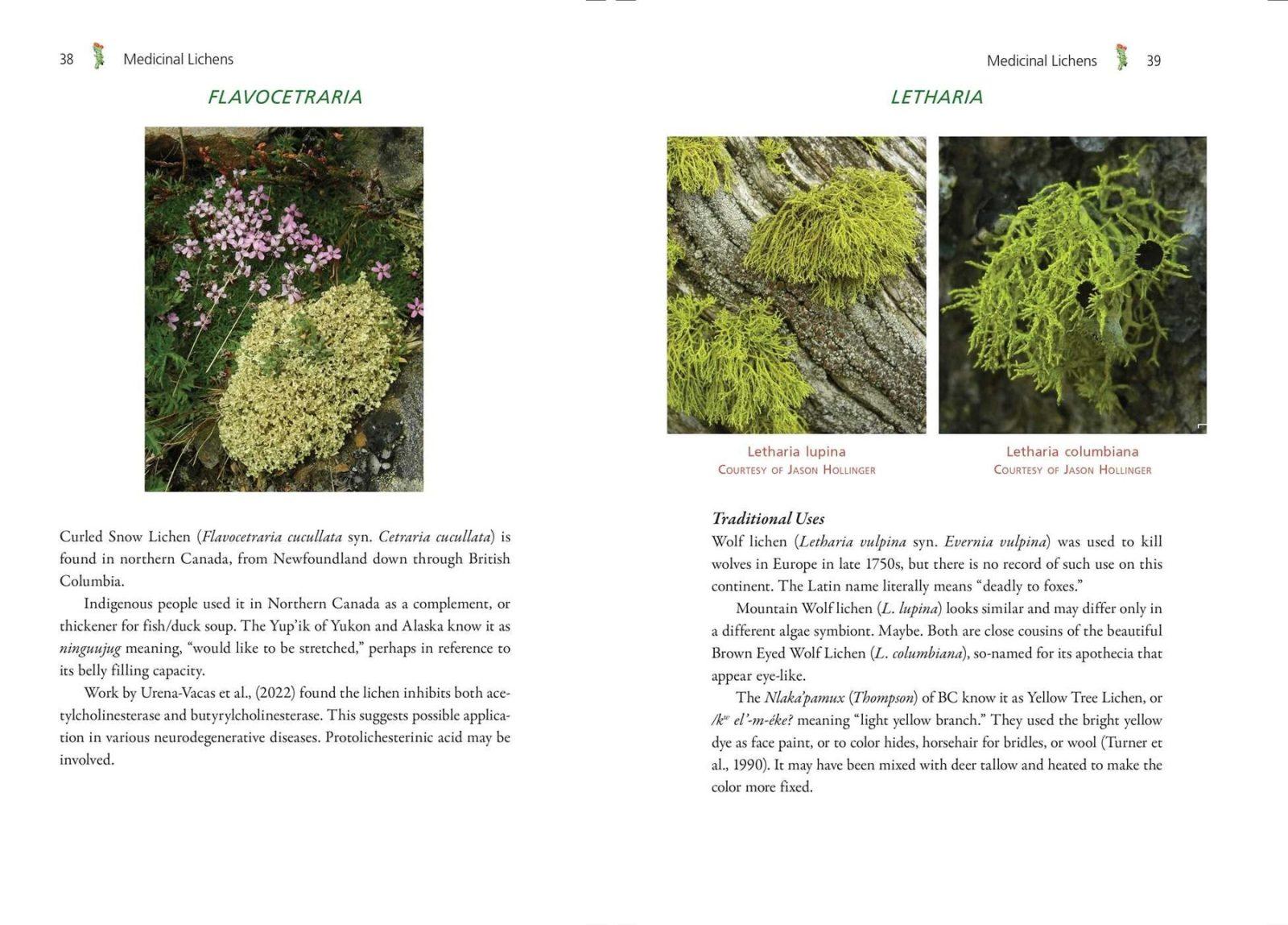 Inside illustration from Medicinal Lichens by Robert Dale Rogers