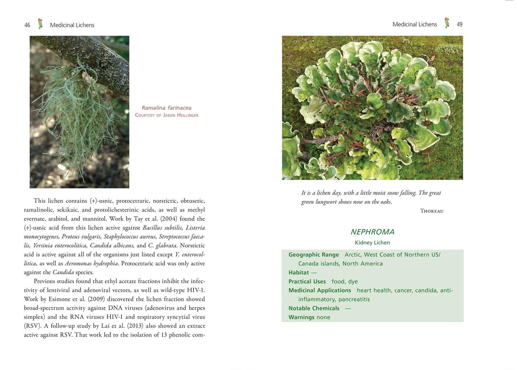Inside illustration from Medicinal Lichens by Robert Dale Rogers