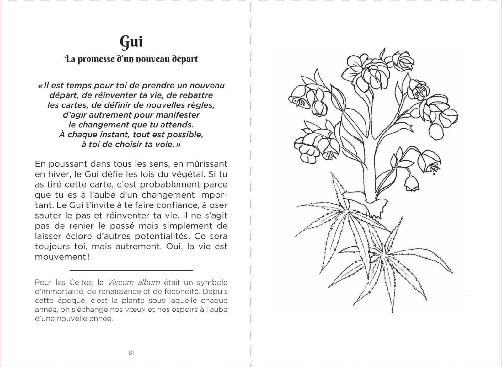 Inside illustration from Messages from wild plants by Laurence Robert