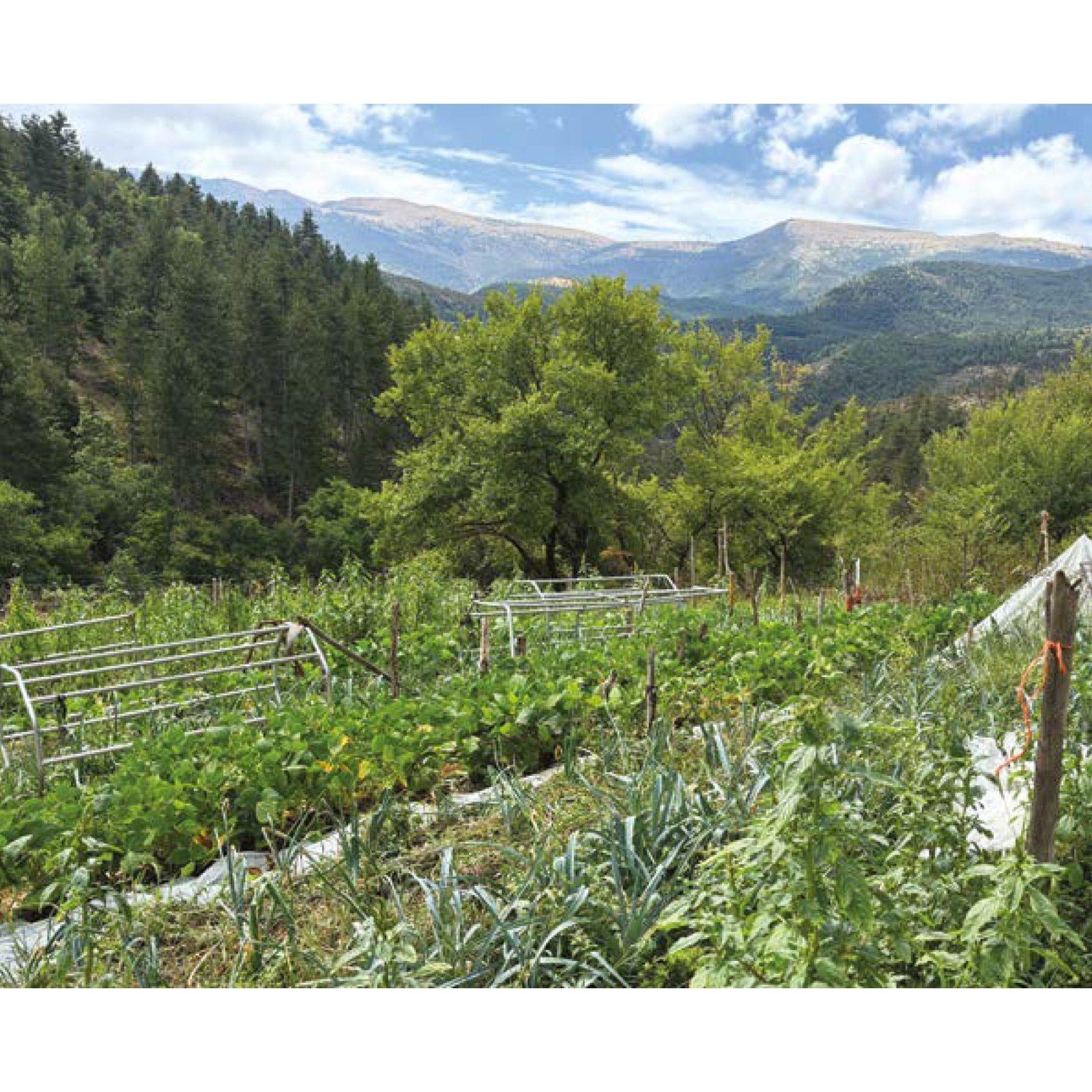 Inside illustration from My sloping vegetable garden by Aymeric Lazarin