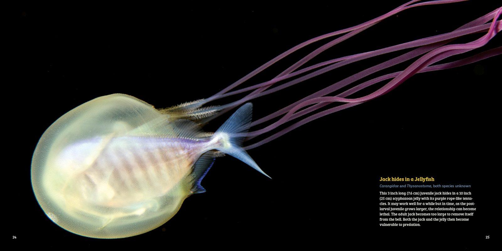 Planktonia by Erich Hoyt