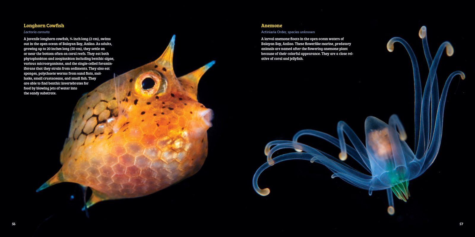 Planktonia by Erich Hoyt