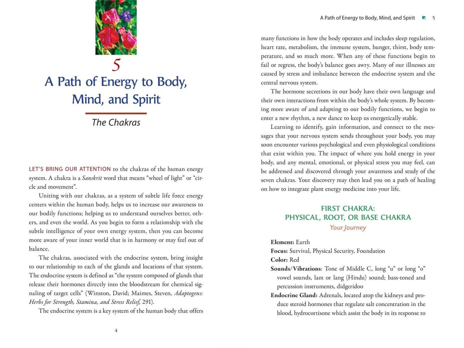 Inside illustration from Plant Energy Medicine by Rhonda PallasDowney, Sandi O’Connor