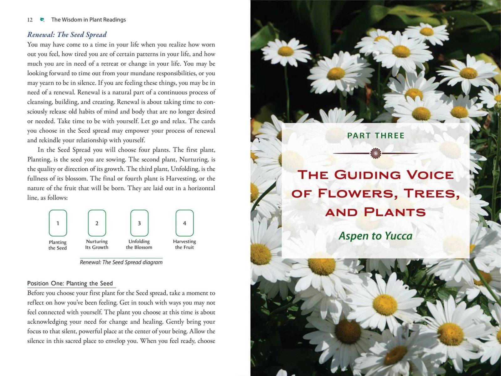 Inside illustration from Plant Energy Medicine by Rhonda PallasDowney, Sandi O’Connor