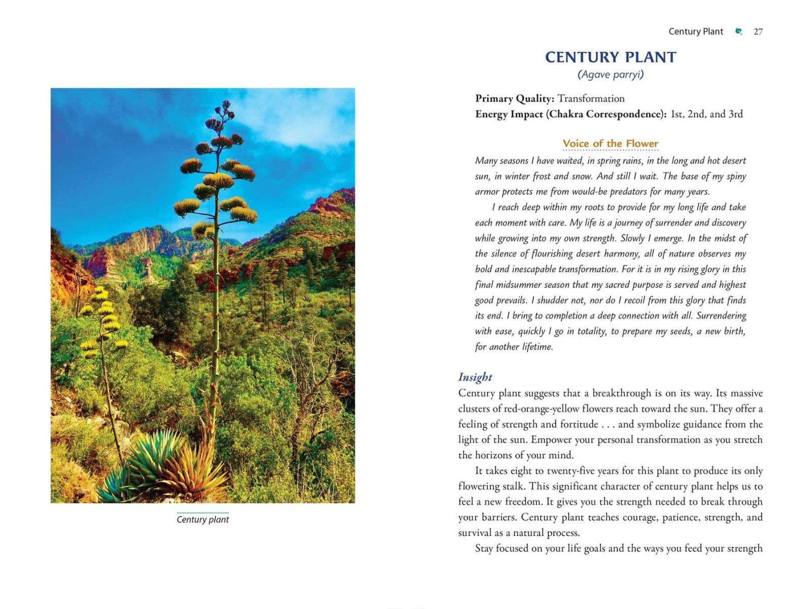 Inside illustration from Plant Energy Medicine by Rhonda PallasDowney, Sandi O’Connor
