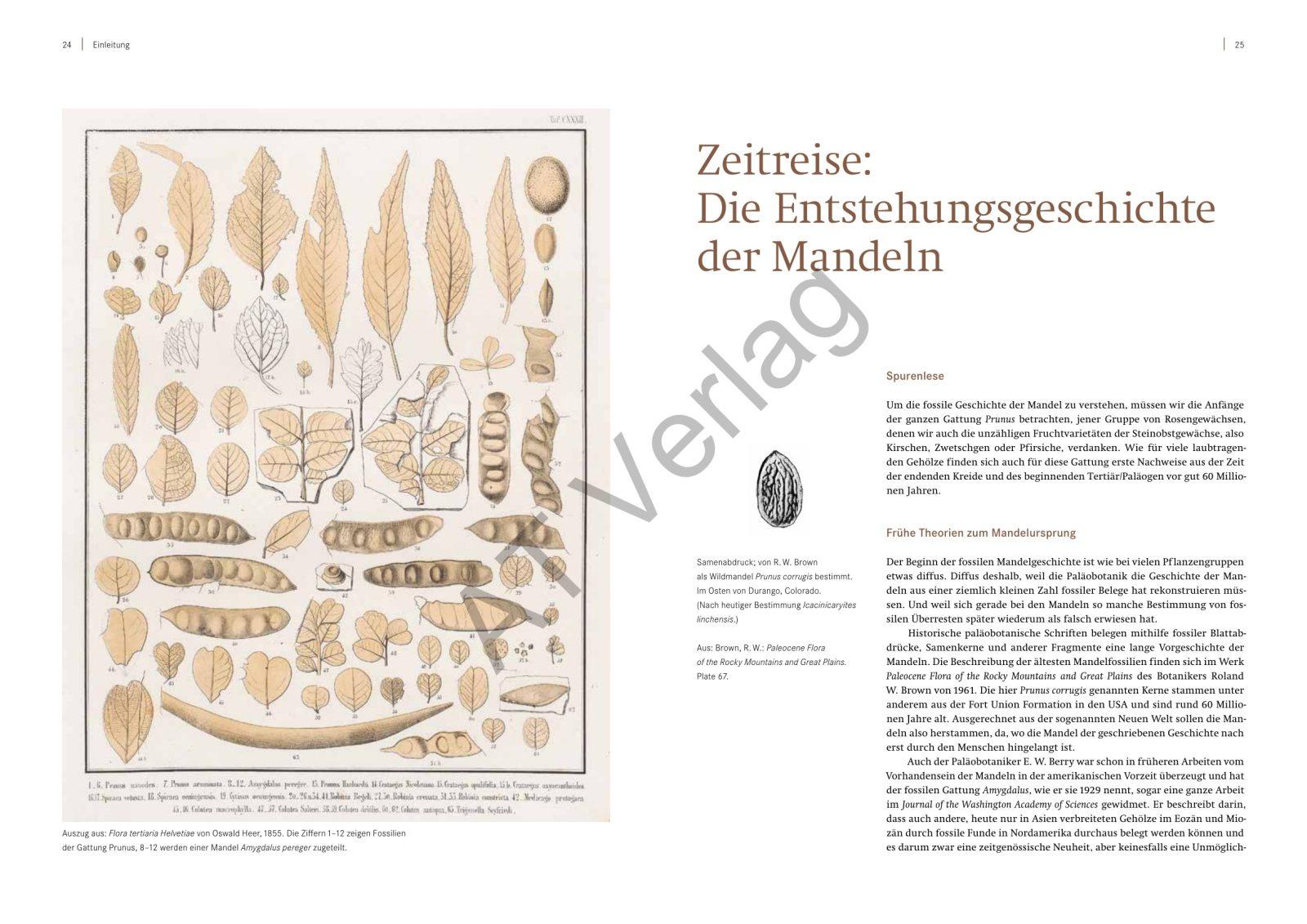 The Almond (Jonas Frei), interior spread 1
