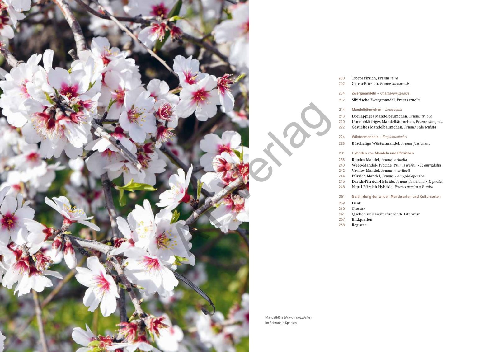 The Almond (Jonas Frei), interior spread 3