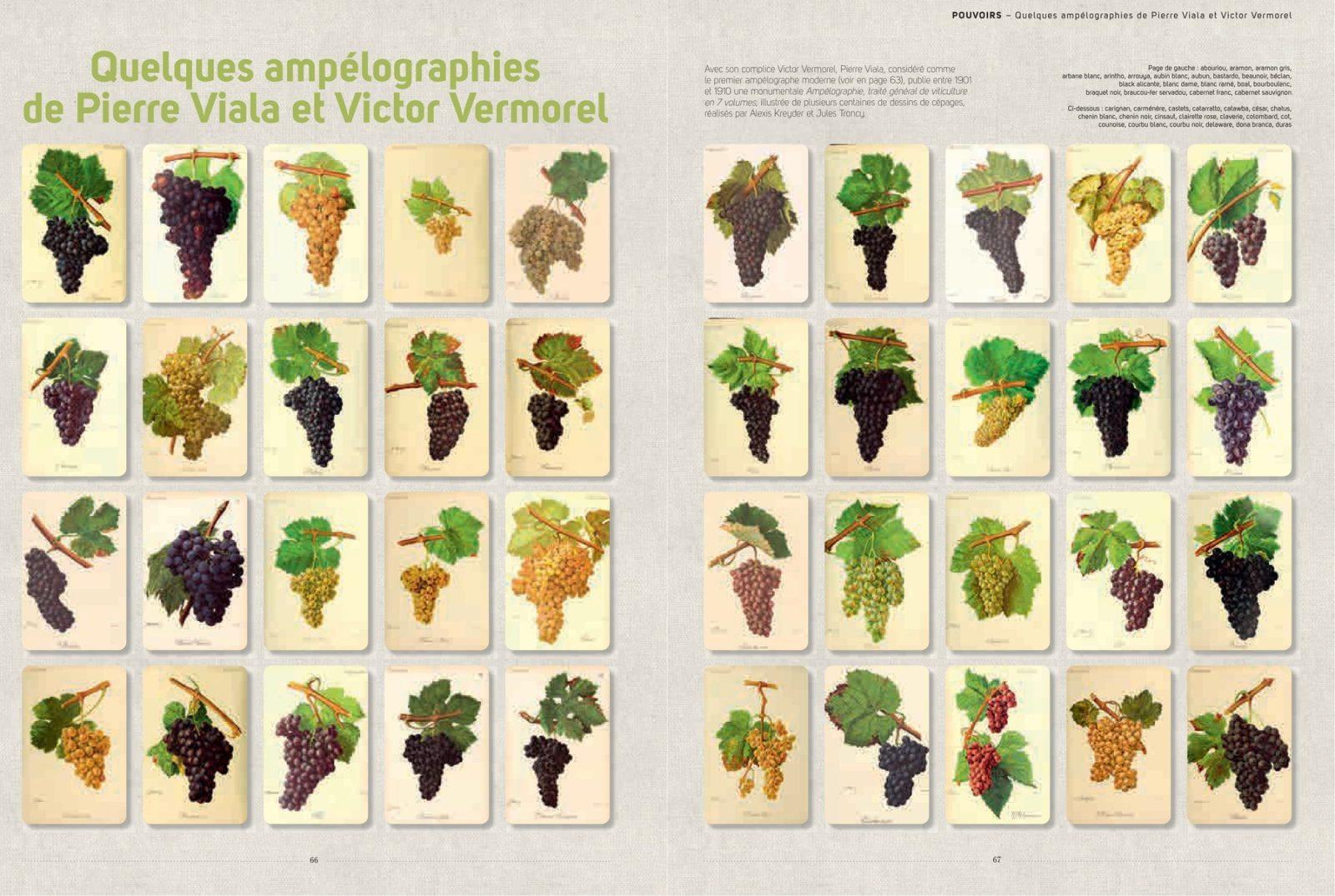 Inside illustration from Vines and grapes by Serge Schall