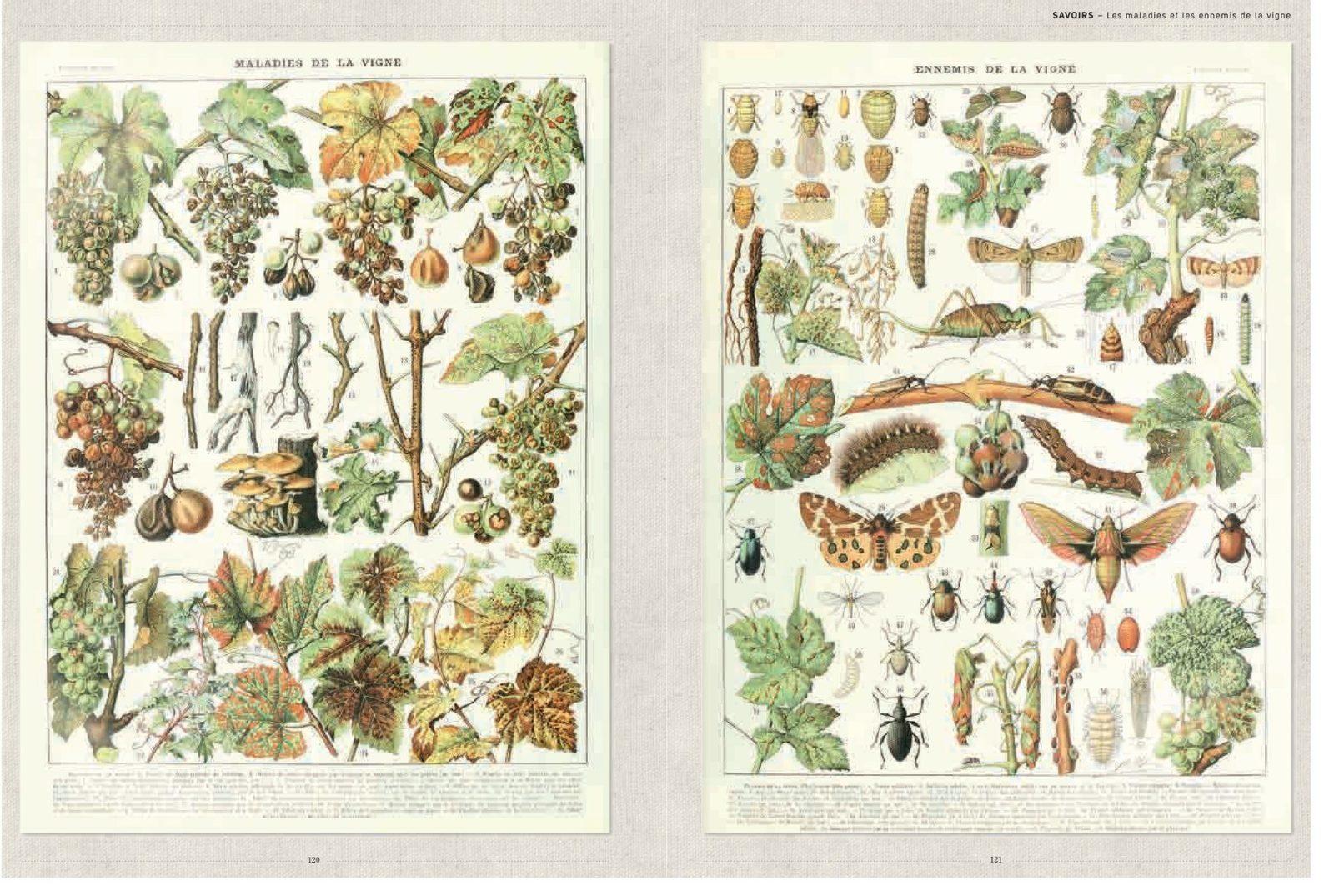 Inside illustration from Vines and grapes by Serge Schall