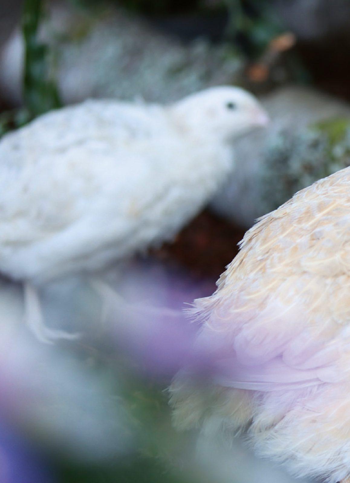 Inside illustration from What’s My Chicken Looking for in the Herbal Bed? by Anne Baresch