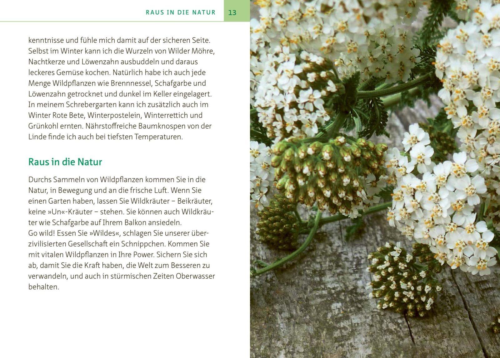 Inside illustration from Yarrow – an All-Rounder among Medicinal Plants. A Pocket Guide by Barbara Simonsohn