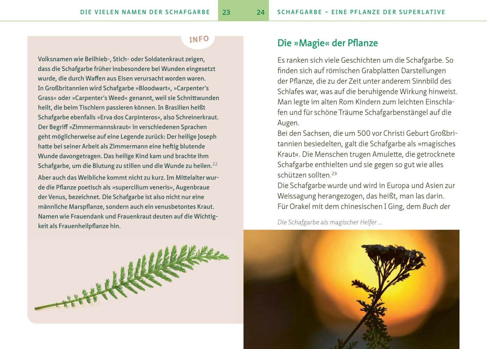 Inside illustration from Yarrow – an All-Rounder among Medicinal Plants. A Pocket Guide by Barbara Simonsohn