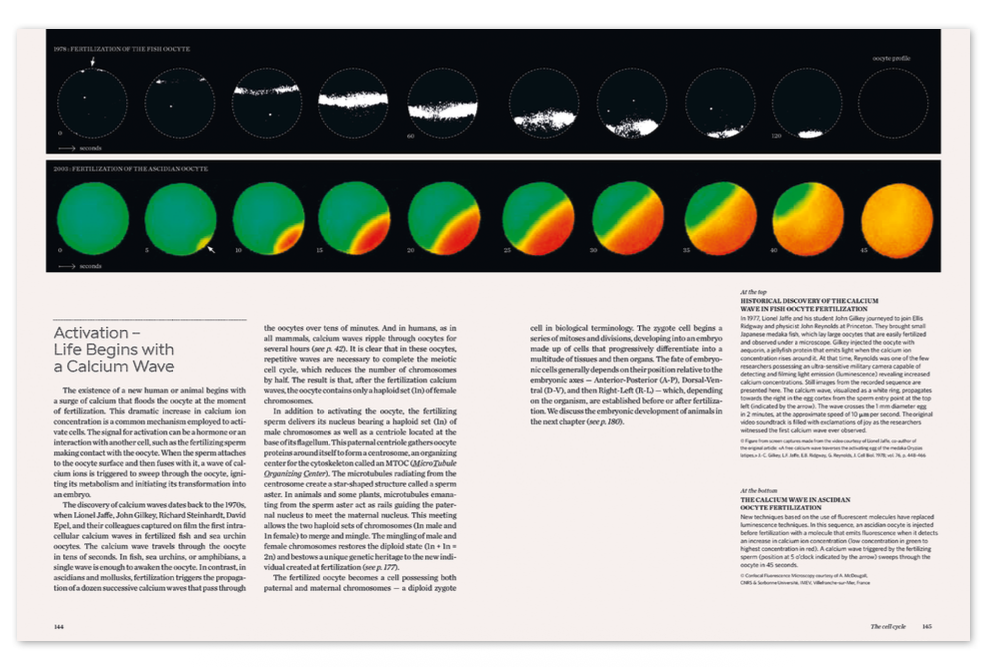Cells - Image 5