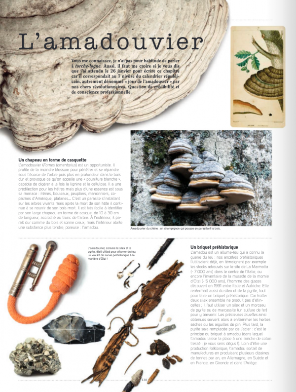 Mushrooms - Image 3