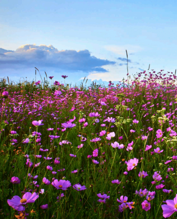 Organic flowers - Image 3