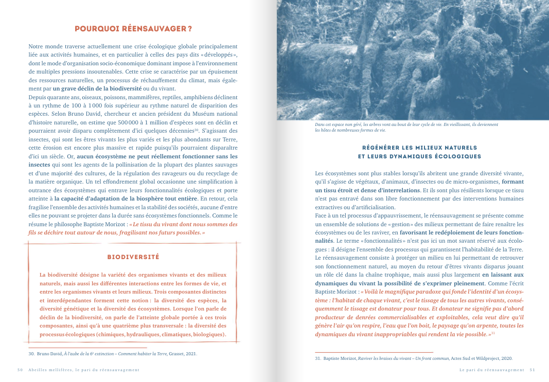 Honey Bees: The Bet of Rewilding - Image 4