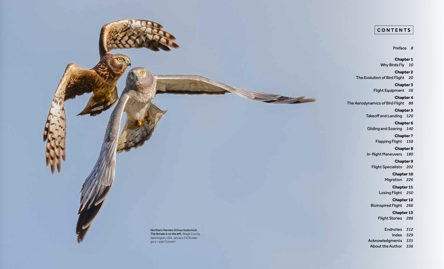 How Birds Fly - Image 4
