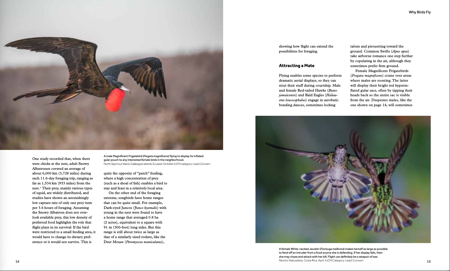 How Birds Fly - Image 5