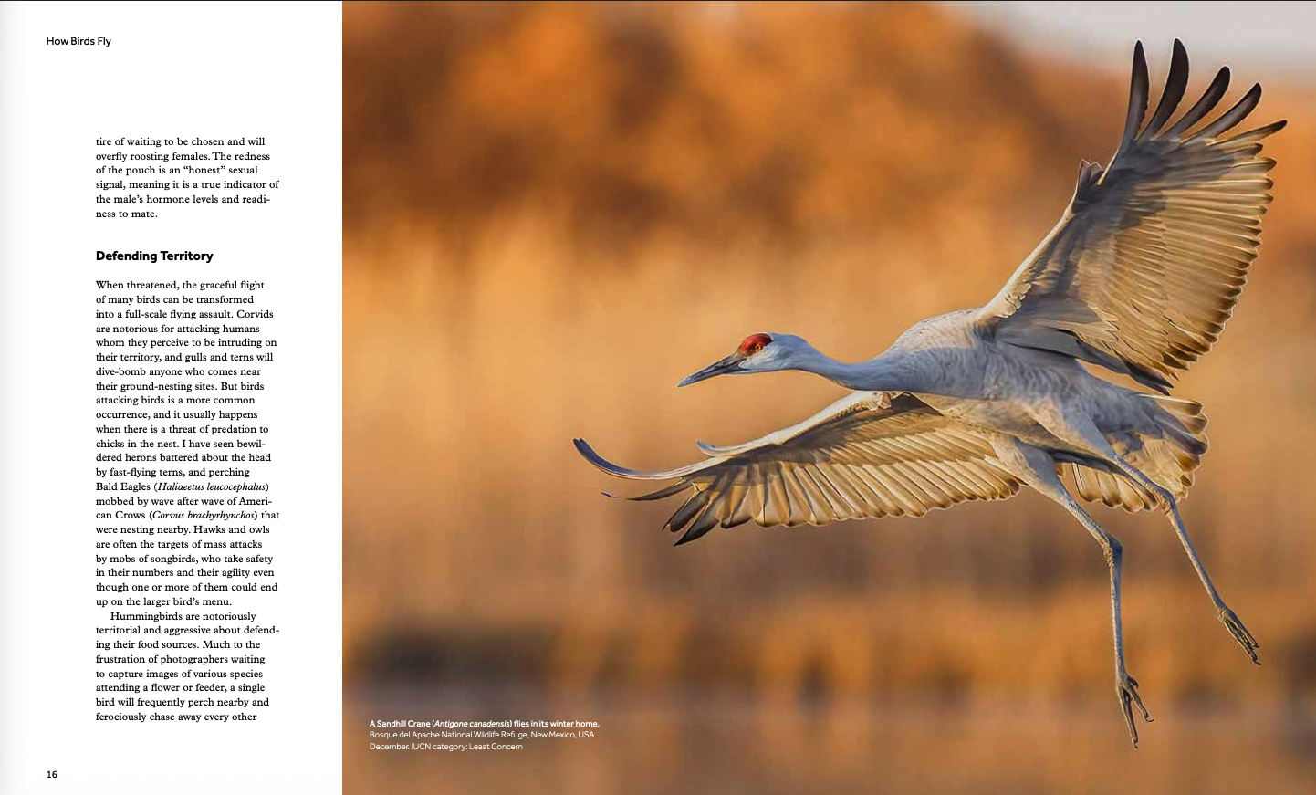 How Birds Fly - Image 6