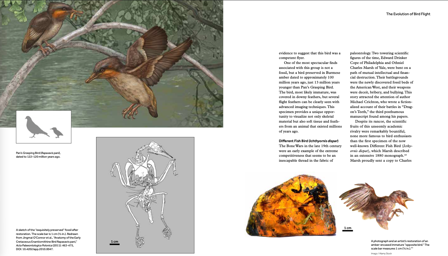 How Birds Fly - Image 7