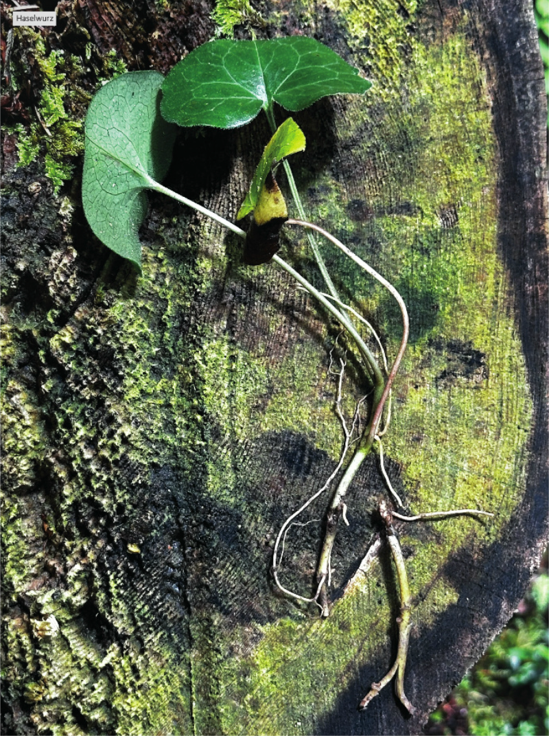 Roots - Image 4