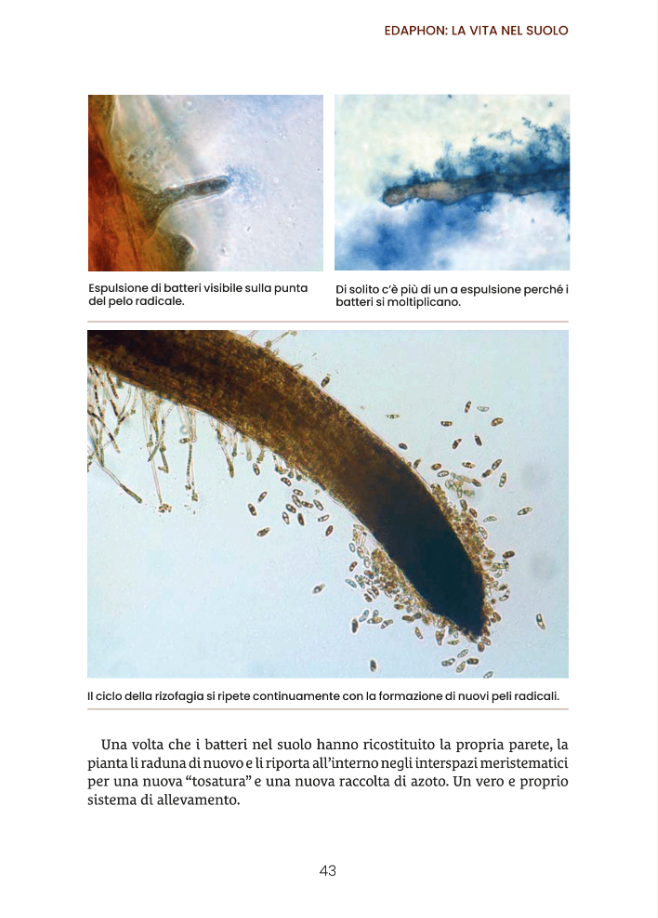 Effective Microorganisms (EM) in agriculture - Image 4