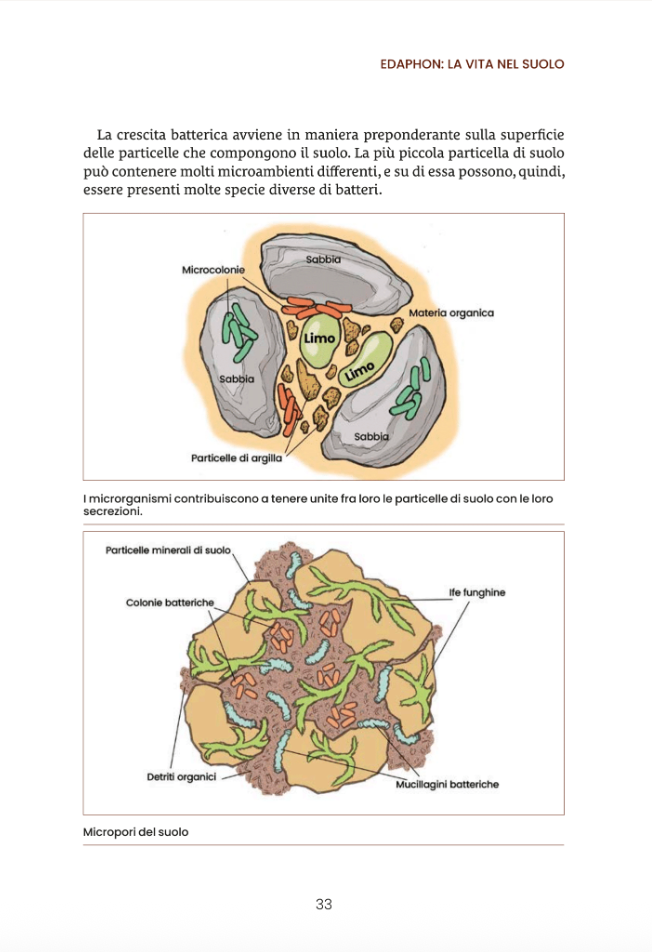 Effective Microorganisms (EM) in agriculture - Image 2
