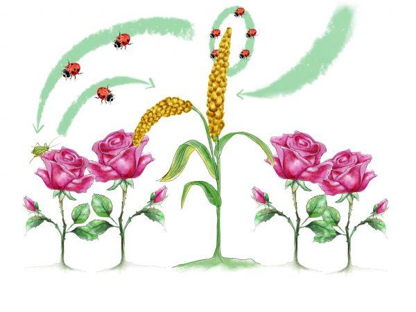 Bio-beneficial plants - Image 2