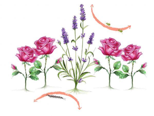 Bio-beneficial plants - Image 3