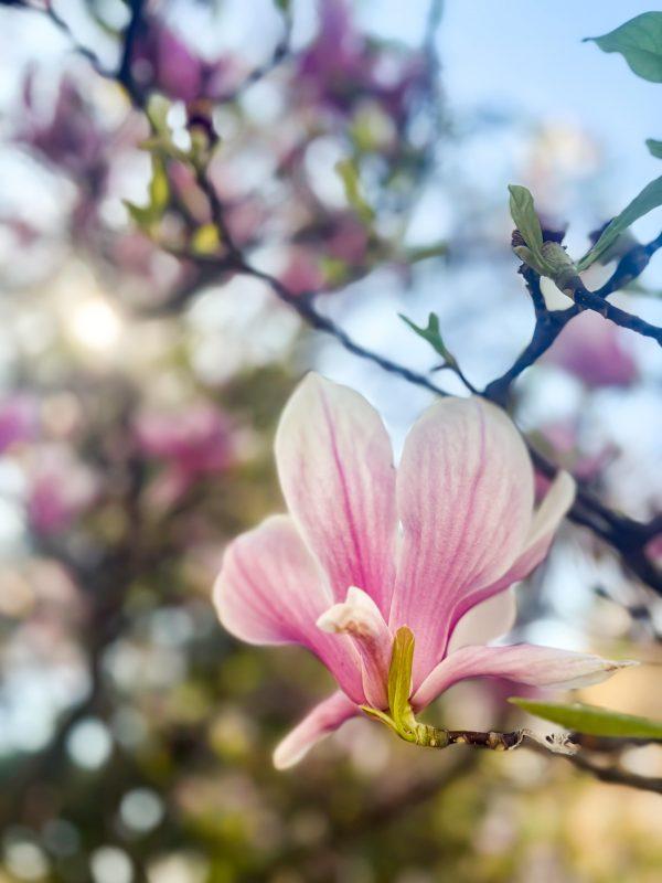 Photo editing to unleash your images - Image 3