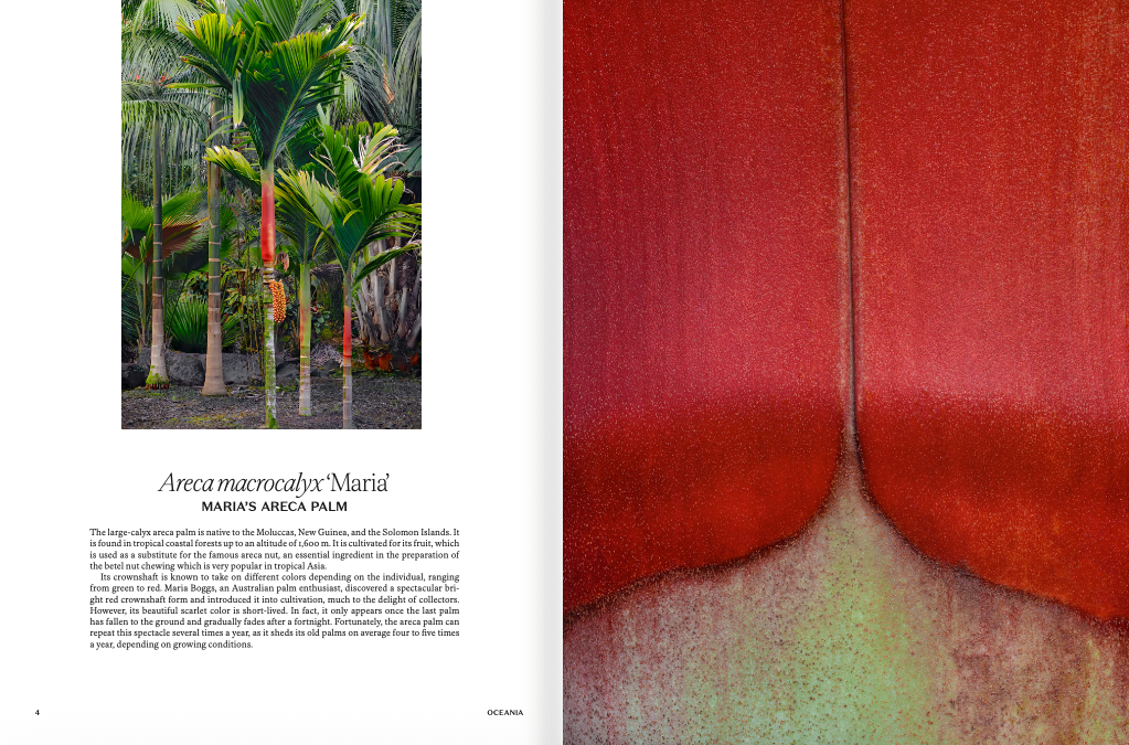 Palms - Image 2