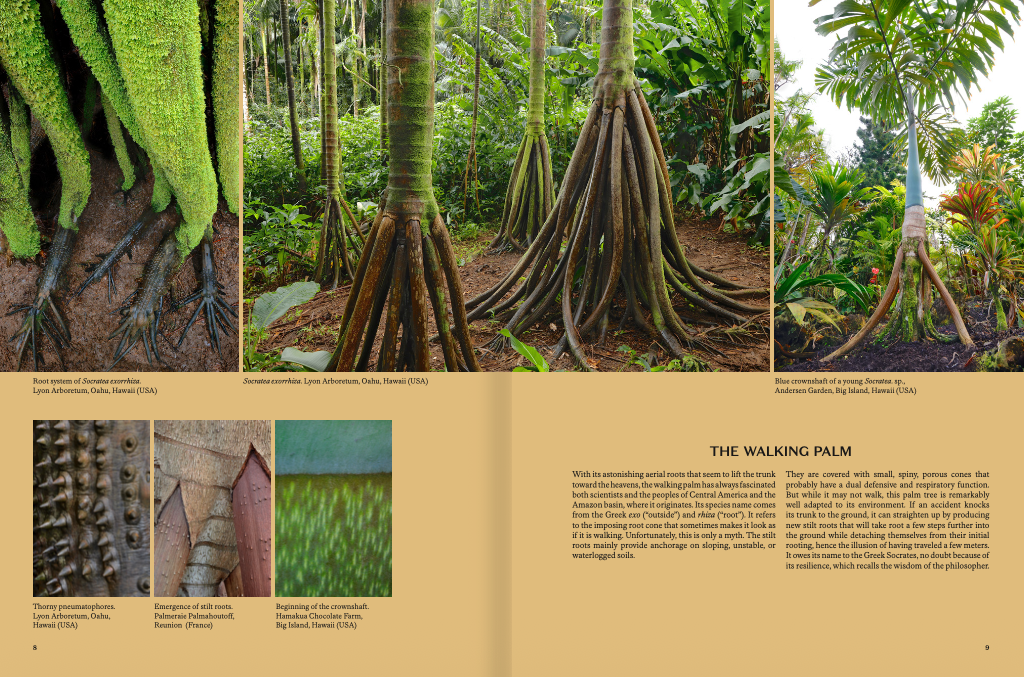 Palms - Image 3
