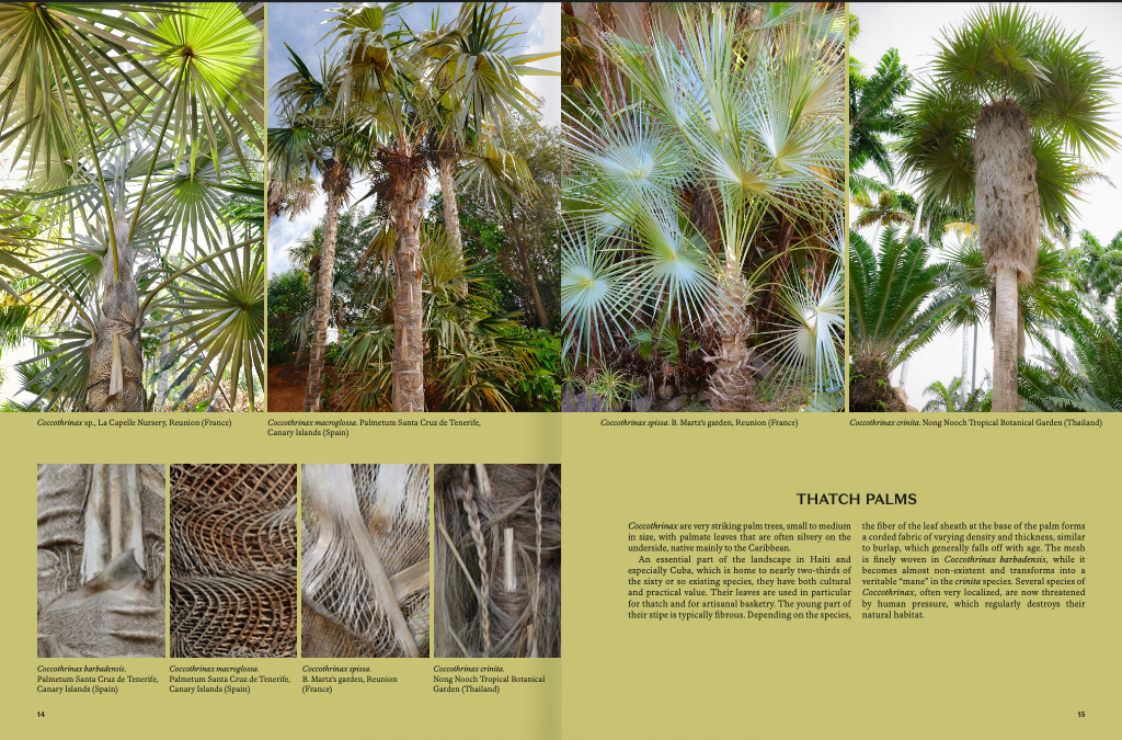 Palms - Image 4