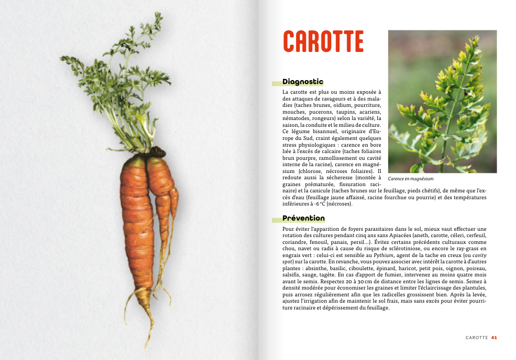 Panic in the Vegetable Garden - Image 3