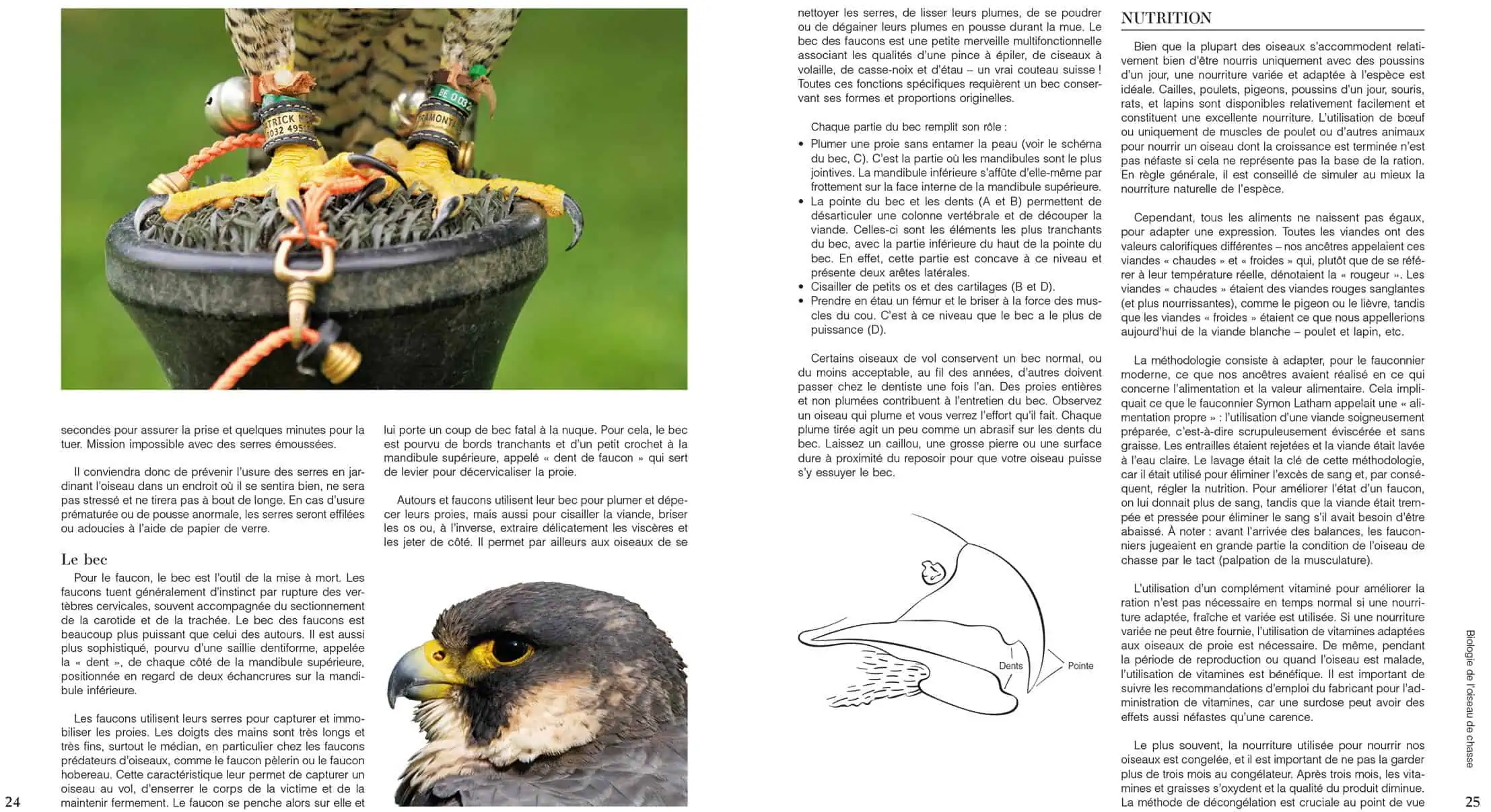 Treatise on Falconry - Image 3