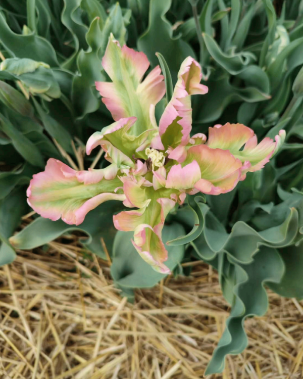 Organic flowers - Image 2
